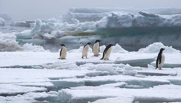 istock Adelie Penguins on Ice Floe in Antarctica 506289058
