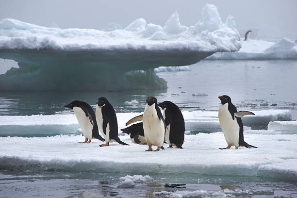 istock Adelie Penguins on Ice Floe in Antarctica 506289084