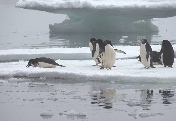 istock Adelie Penguins on Ice Floe in Antarctica 506289114