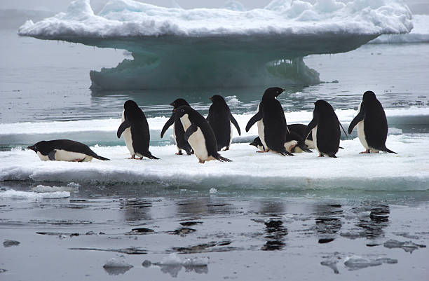 istock Adelie Penguins on Ice Floe in Antarctica 506289126