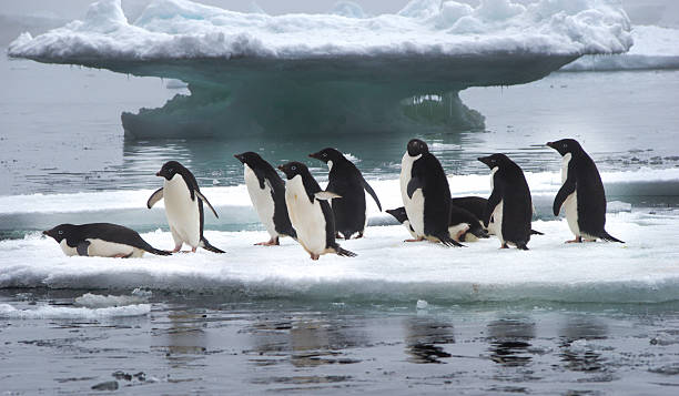 istock Adelie Penguins on Ice Floe in Antarctica 506289142