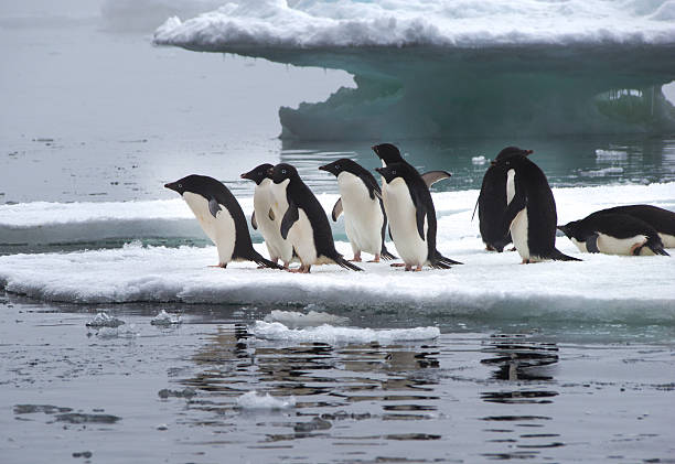 istock Adelie Penguins on Ice Floe in Antarctica 506289152