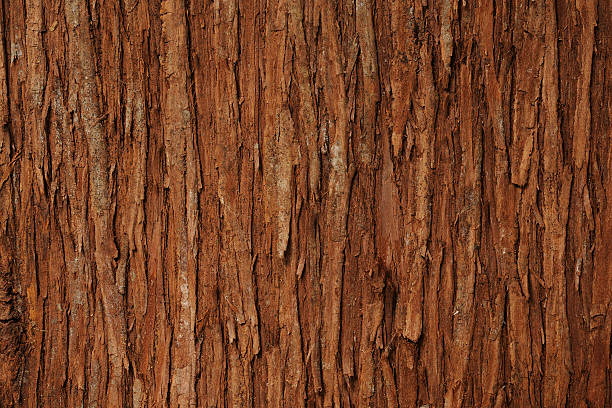 rinde cedar baum textur hintergrund - baumrinde stock-fotos und bilder