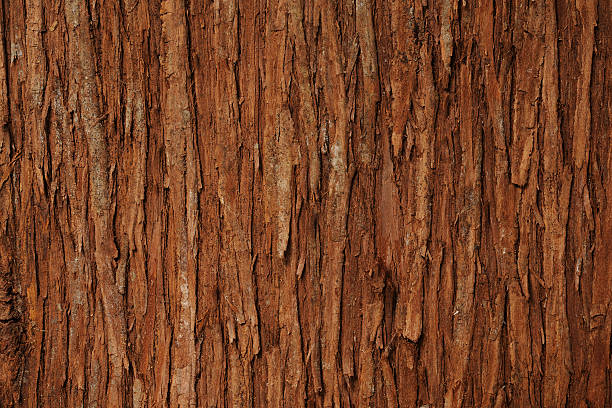 écorce de cèdre de texture d'arrière-plan - bark textured close up tree photos et images de collection