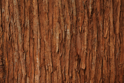 Close-up of cedar tree texture background.
