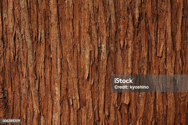 Closeup Of Cedar Tree Texture Background Stock Photo - Download Image Now - Plant Bark, Textured, Cedar Tree
