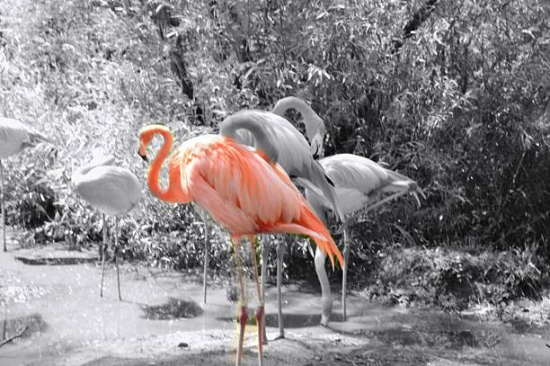 istock The Pink Flamingo habitat 506289390