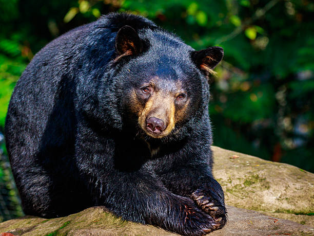 American Black Bear stock photo