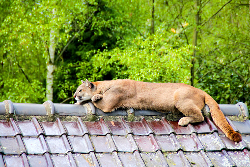 Puma lying on the roof