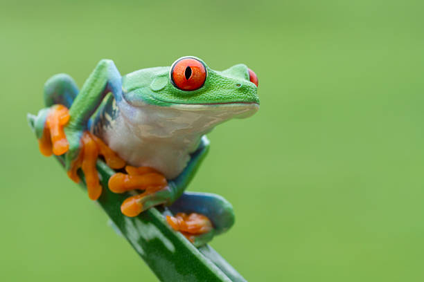 istock Red-eyed Tree Frog in ready to leap 506289684