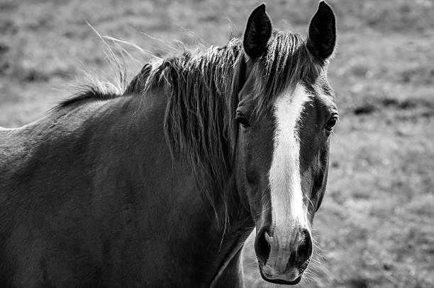 istock Mustang horse portrait 506289770