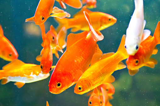 Red and gold fishes in aquarium