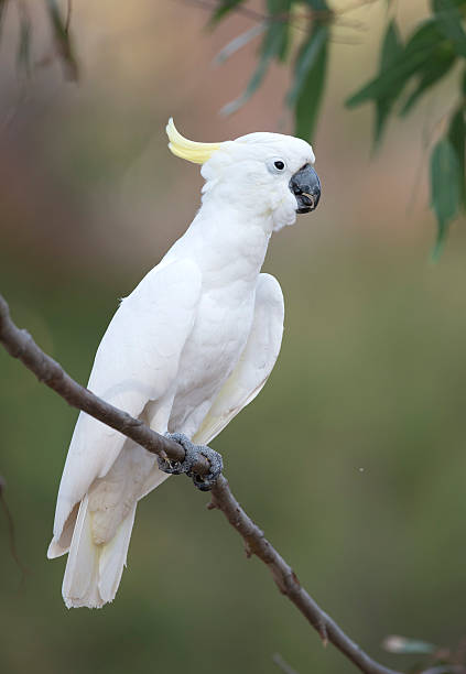 istock Sulphur crested cockatoo 506289994