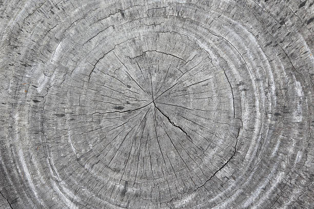 istock background of wooden cut texture 506292098