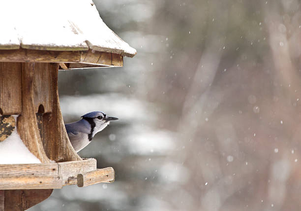 istock Blue Jay at Bird Feeder Winter 506292120
