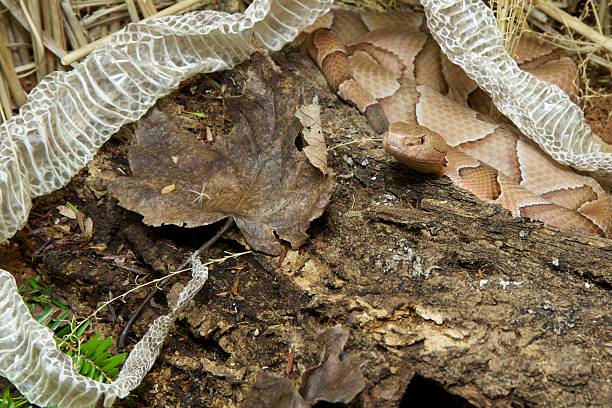 Copperhead, Southern This Southern Copperhead (Agkistrodon contortrix contortrix) was found in a garden where it had recently shed its skin.  You can see the snakes elliptical pupil, and its facial heat sensory pit.  The pits give the snake the ability to sense heat.  Essentially the pits allow the snake to see heat, which is a great aid in obtaining a prey animal.  The characteristics of a Southern Copperhead that are obvious in this image are: coloration, elliptical pupil, heat sensory or facial pit, and hourglass markings.  They are also known as: Copperhead, Highland Moccasin, Dumb Rattlesnake, Red Adder, Red Eye, Red Snake, White Oak Snake, Deaf Snake, Beech-leaf Snake, Chuck head, Chunkhead, Copper Adder, Copper-bell, Deaf Adder, Hazel Head, Popular Leaf Snake, Thunder Snake, or Harlequin Snake. molting stock pictures, royalty-free photos & images