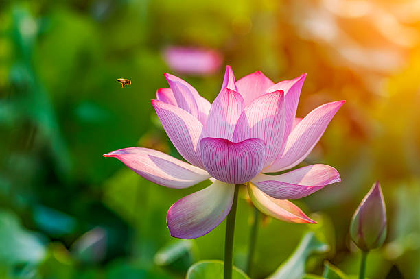 lotus flower blossom stock photo