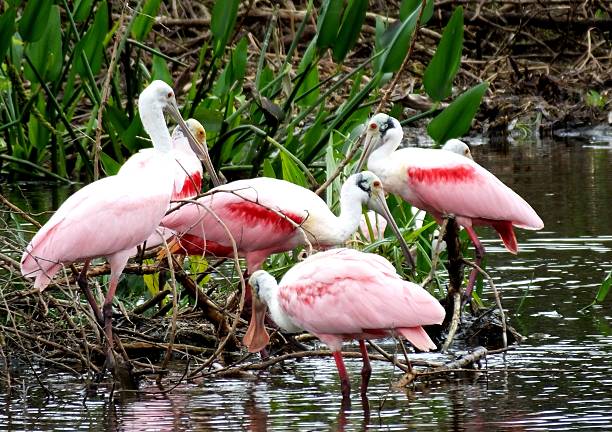 colhereiro rosado (platalea ajaja) - bird animal flock of birds number 6 - fotografias e filmes do acervo