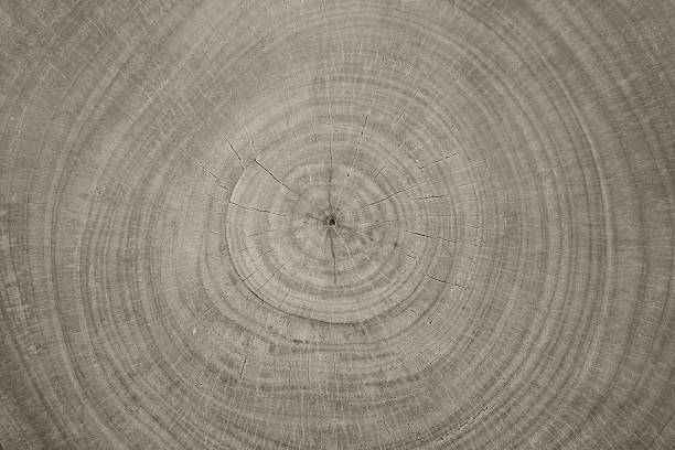 close-up background of wooden cut texture