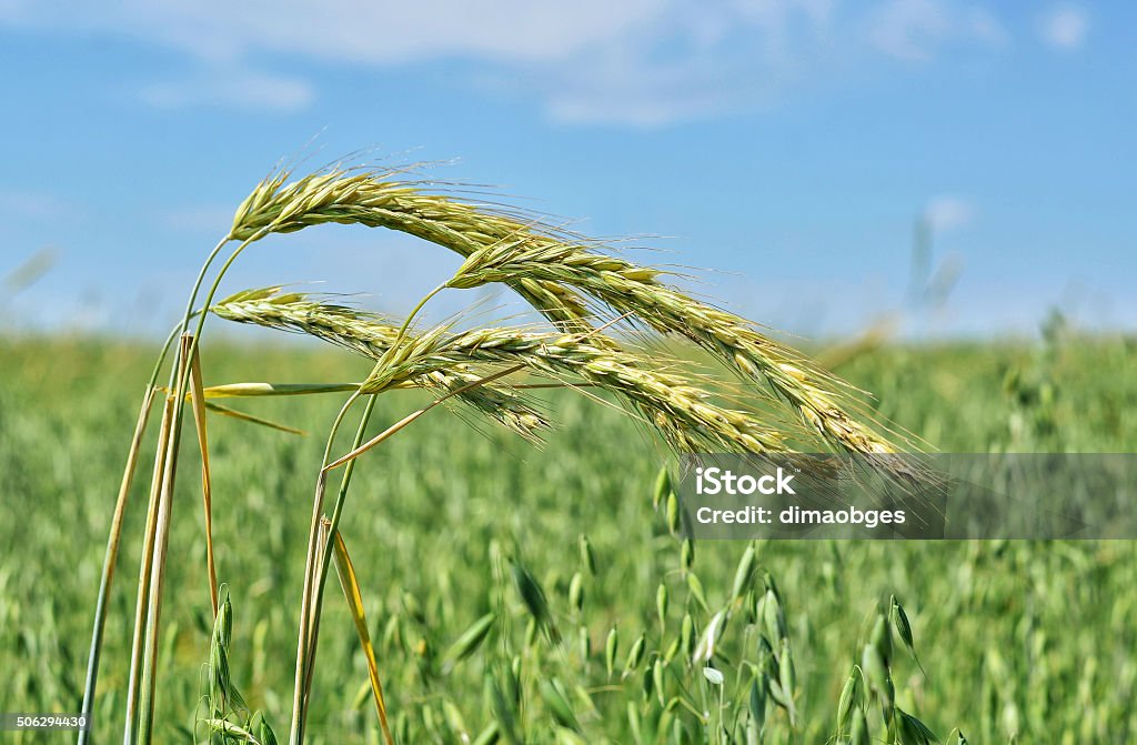 the cultivation of crops in summer the cultivation of crops in the fields in summer Ancient Civilization Stock Photo