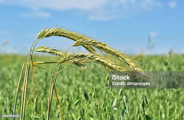 The Cultivation Of Crops In Summer Stock Photo - Download Image Now - Ancient Civilization, Barley, Blue