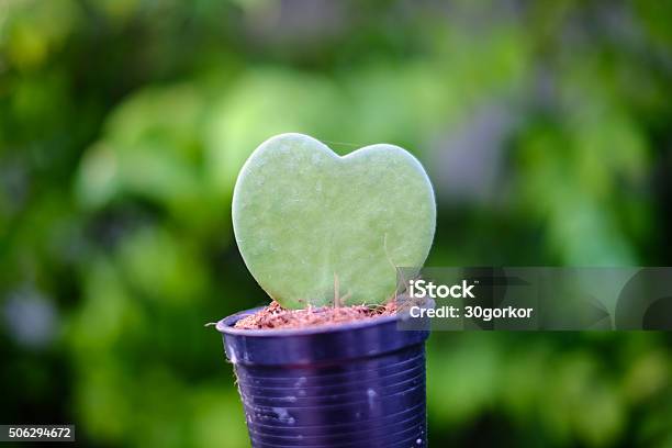 Hoya Kerrii The Thick Leaves Of Heartshaped Stock Photo - Download Image Now - Hoya kerrii, Close-up, Cute