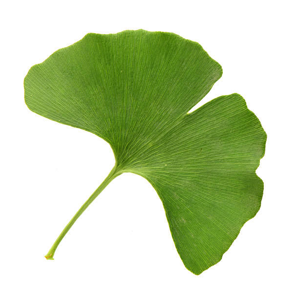 ginkgo leaves isolated ginkgo leaves isolated ginkgo stock pictures, royalty-free photos & images