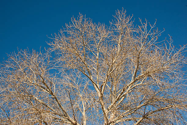 istock Trees Winter Park BarrenLandscape, Sunlignt , Blue Sky, Full Frame 506295336