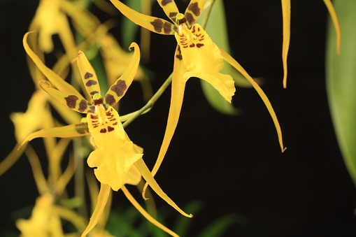 Brassia Rex orchid