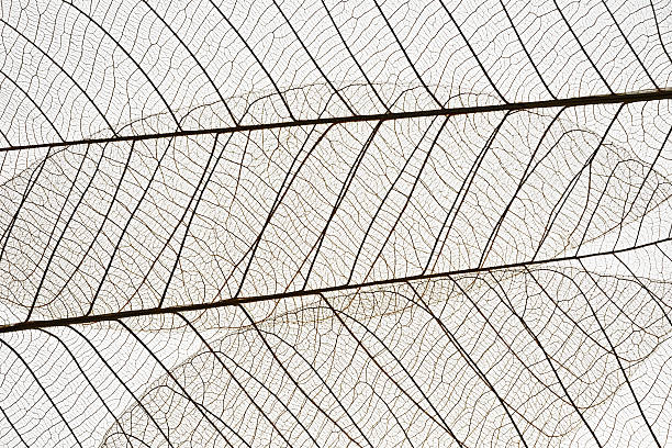 istock Macro shot of leaf vein skeleton on white background 506295762