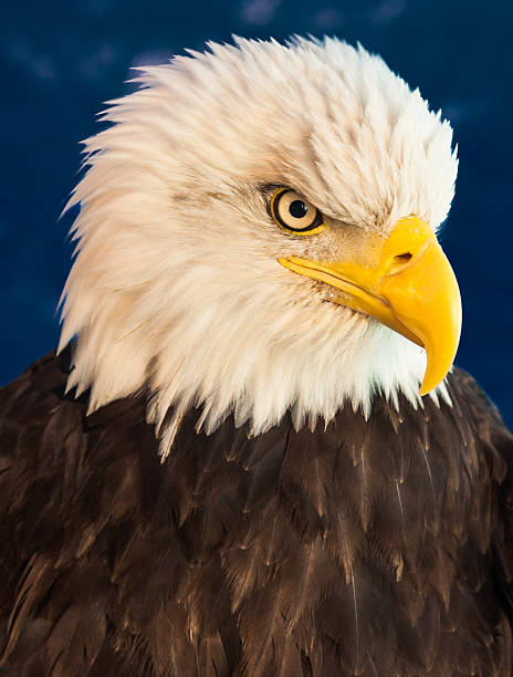 águia-retrato - north america bald eagle portrait vertical - fotografias e filmes do acervo