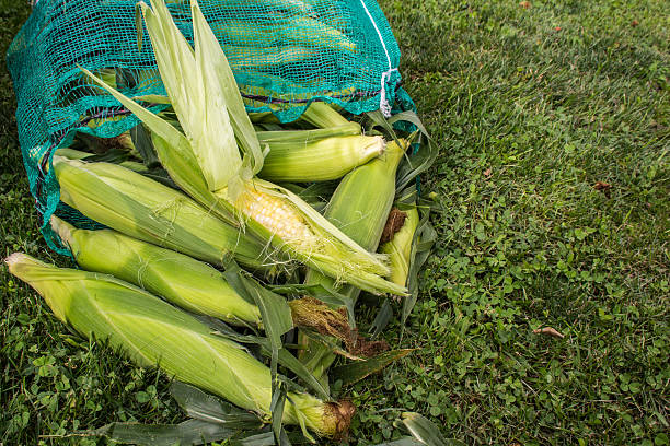kukurydza na cobb w big bag - corn on the cobb zdjęcia i obrazy z banku zdjęć