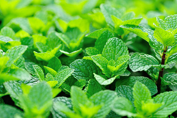 istock mint plant grow at vegetable garden 506296904