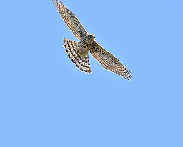 istock Wild bird in Hokkaido 506297362