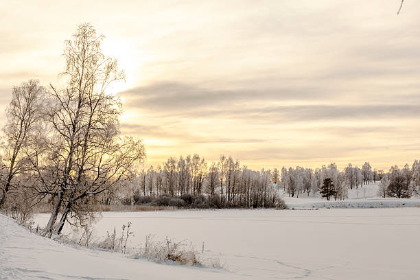 istock Landscape with snowy  backlit tree in winter at sunset. 506297766