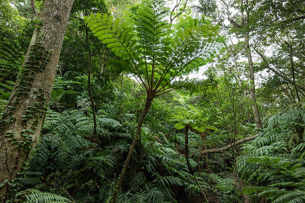 istock Rainoferest jungle with tropical tree ferns, Okinawa, Japan 506298292