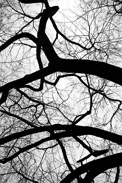 twisted and leafless trees stock photo