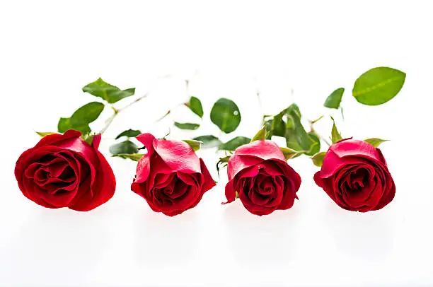 Photo of Group of red roses