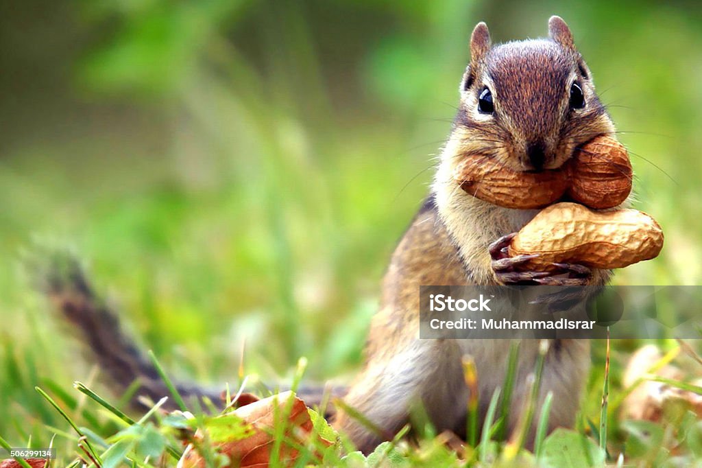 Cute Squirrel Beautiful Photo This is very Beautiful Squirrel Photo Animal Stock Photo