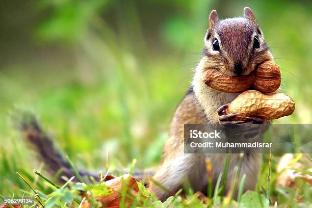 Cute Squirrel Beautiful Photo Stock Photo - Download Image Now - Animal, Beauty, Horizontal