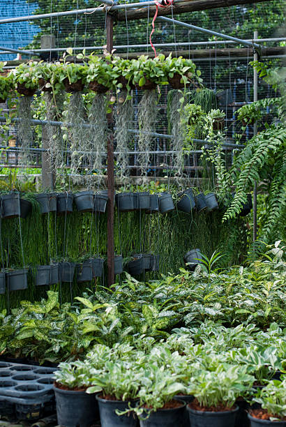 istock Plant Nursery with various plants 506299416