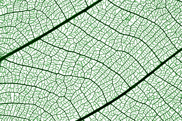 istock Macro shot of green leaf vein skeleton on white background 506299454