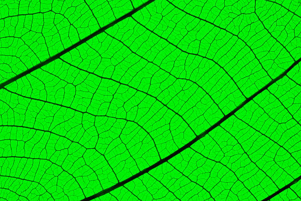 Macro shot of leaf vein backlit