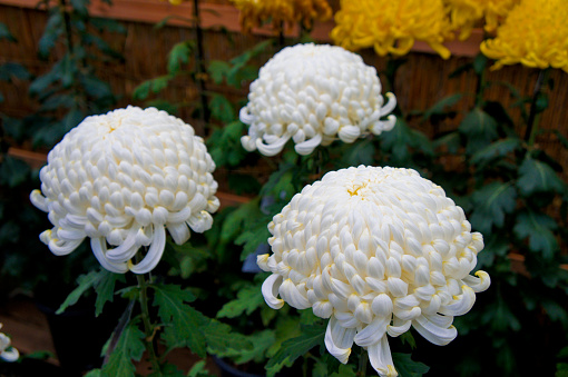 White large chrysanthemum flowers in late autumn