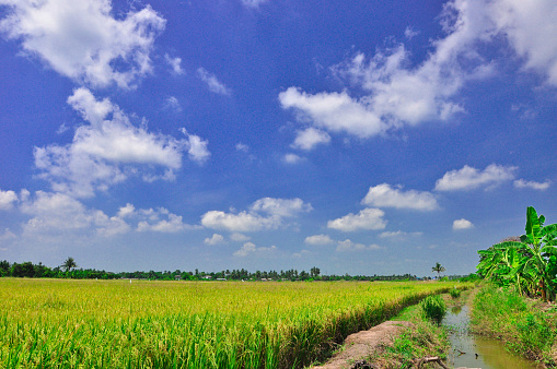 paddy rice field in blue sky,rice field view
