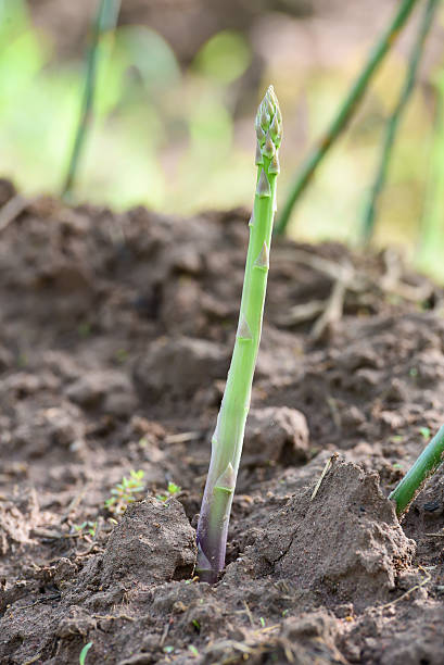 istock asparagus shoot growing in the garden 506300698