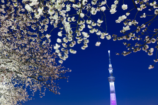 Tokyo Sky Tree through Cherry Blossoms Trees at Dusk