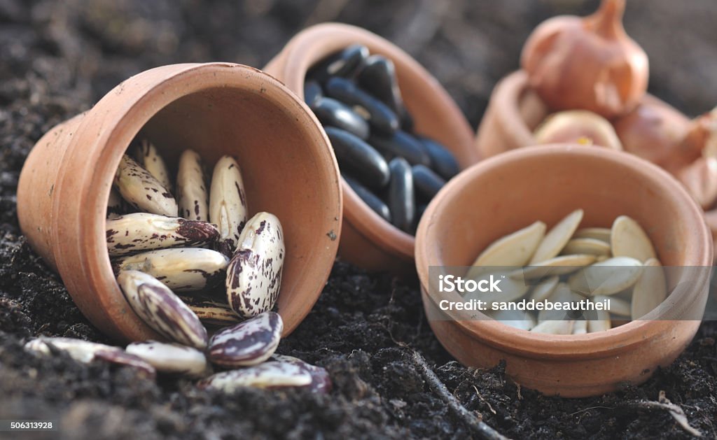 beans and other seeds beans and other seeds in little pots on the soil Bean Stock Photo