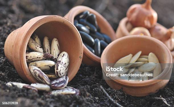 Beans And Other Seeds Stock Photo - Download Image Now - Bean, Close-up, Dirt