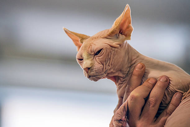 istock sphynx cat close up portrait 506314244